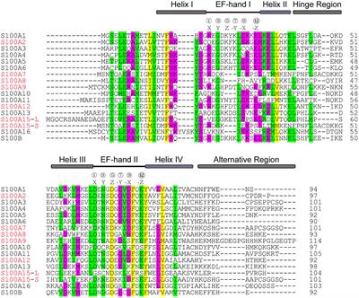 Pathogenic role of S100 proteins in psoriasis